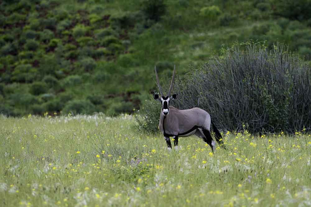 Luxury Namibia Self Drive Safari Onduli Ridge 