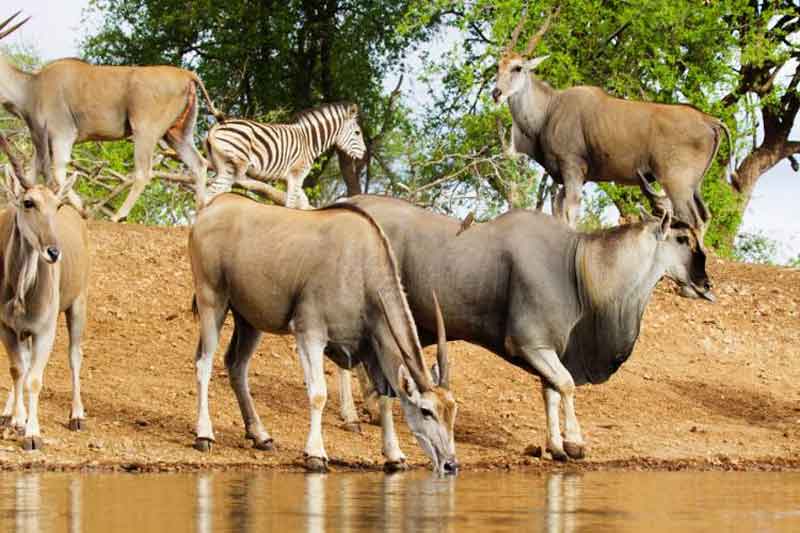 Top 10 Photographic Hides in Africa - Jacis Lodges (1)