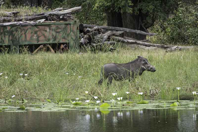 Top 10 Photographic Hides in Africa - Kings Pool Linyanti (1)