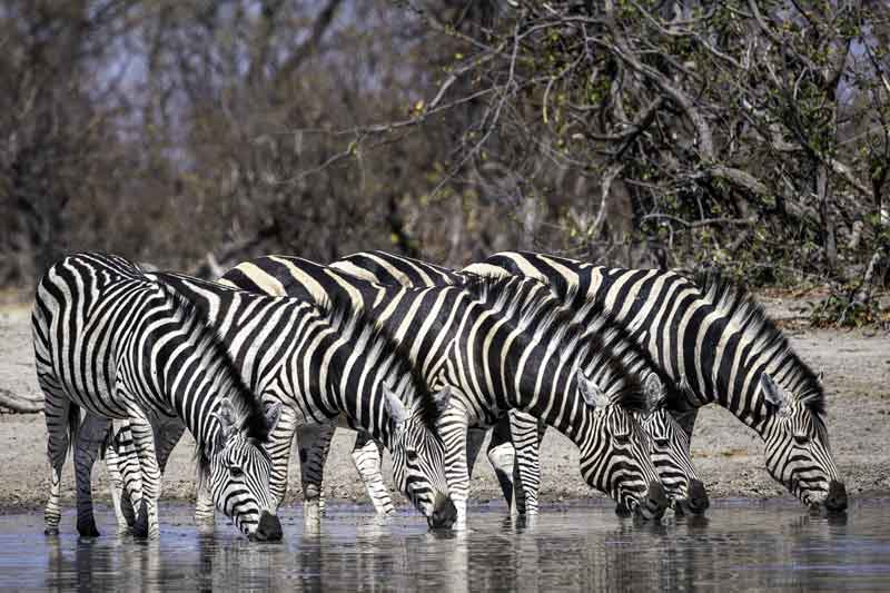 Top 10 Photographic Hides in Africa - Kings Pool Linyanti (1)