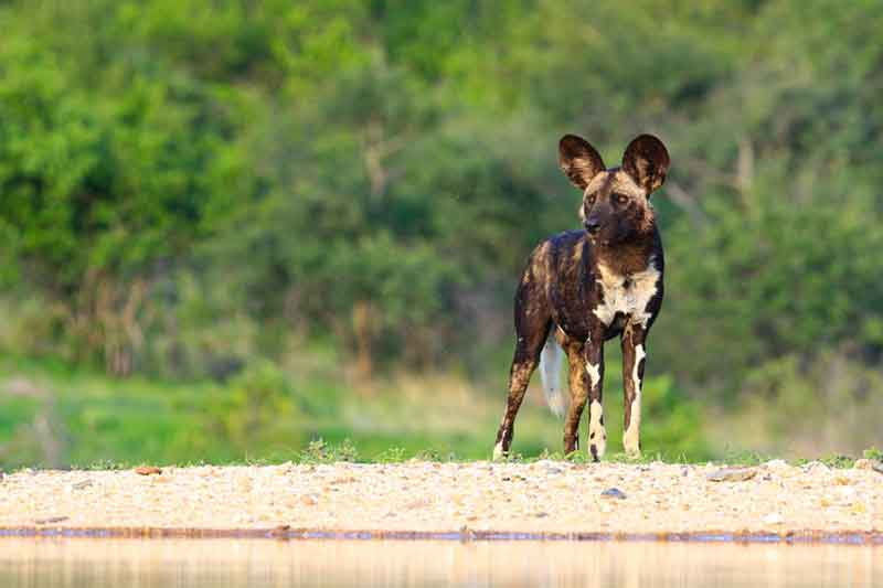 Top 10 Photographic Hides in Africa -Makumu Game Lodge