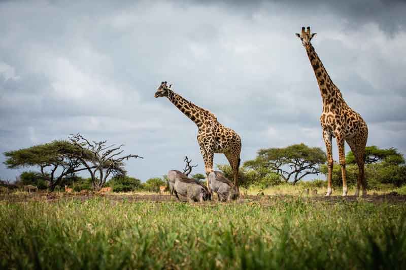 Top 10 Photographic Hides in Africa- Ol Donyo Lodge Kenya