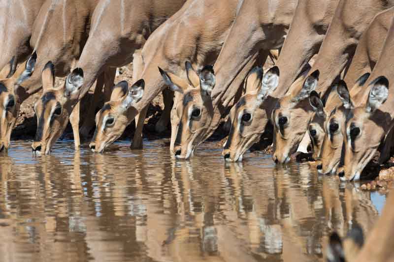 Top 10 Photographic Hides in Africa - Ongava Game Reserve