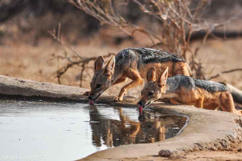 Top 10 Photographic Hides in Africa - Saruni Samburu