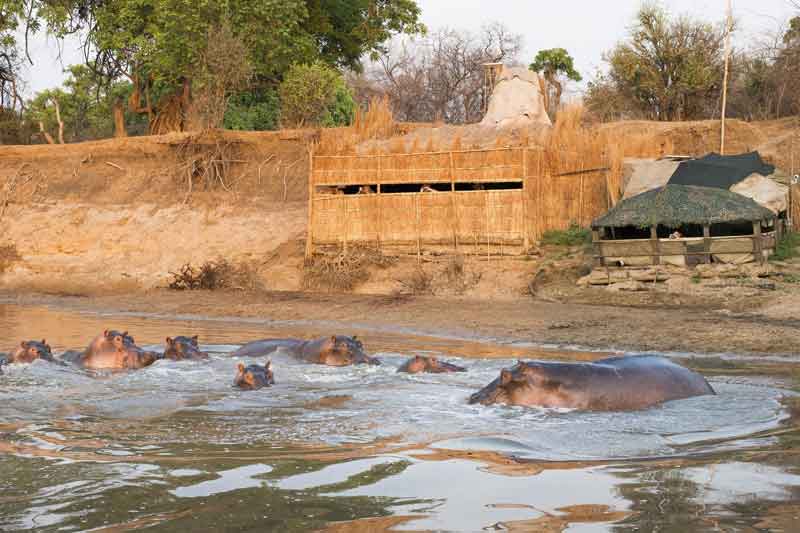 Top 10 Photographic Hides in Africa - Shenton Safaris (1)