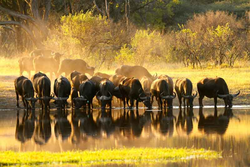 Top 10 Photographic Hides in Africa -The Hide