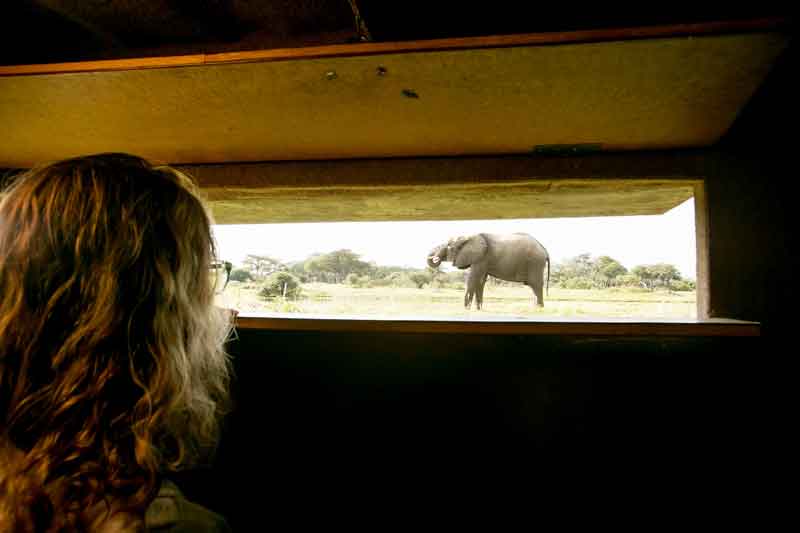 Top 10 Photographic Hides in Africa -The Hide
