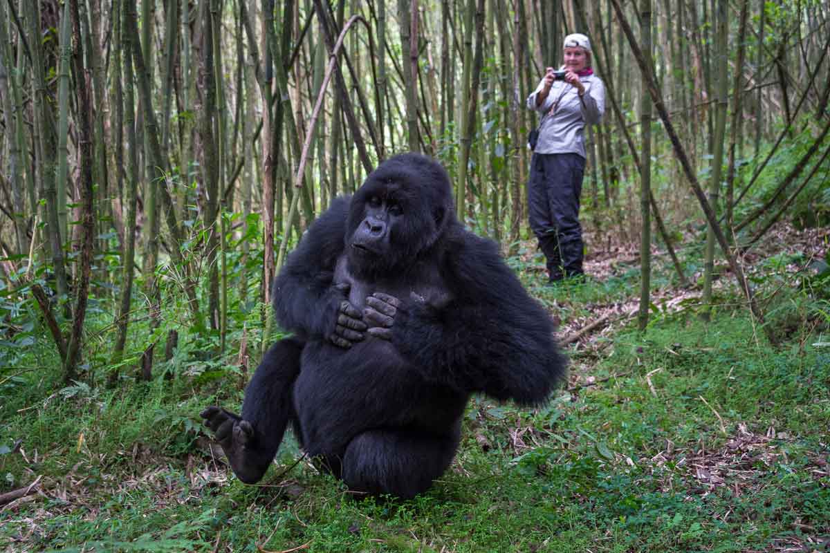 Explore and Travel Africa Gorilla Trekking