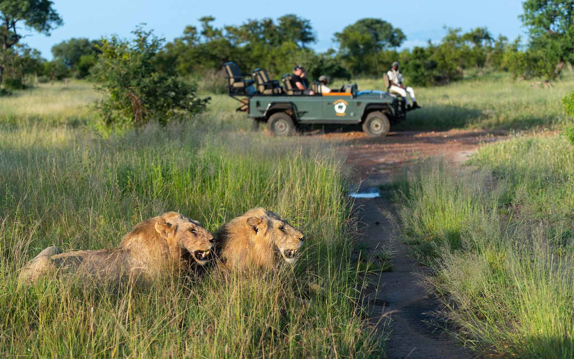 Kambaku & Arathusa Safari