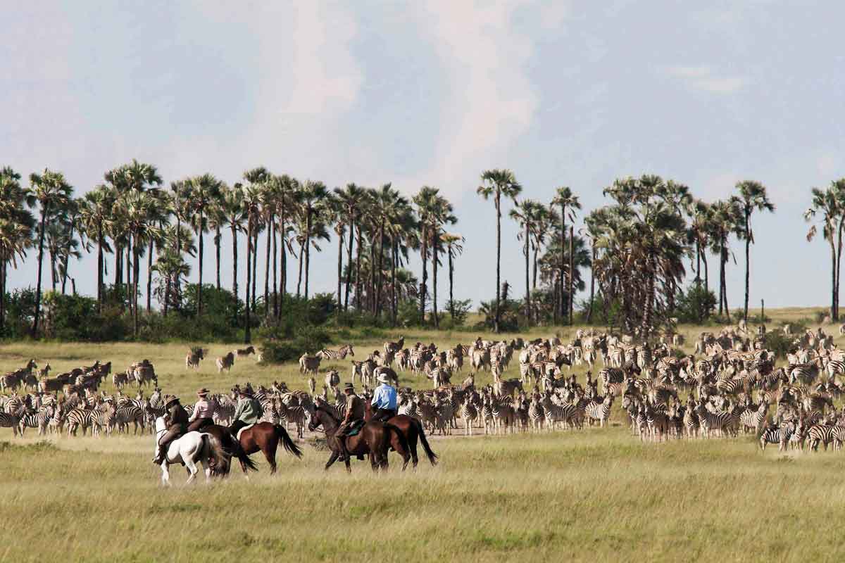 Zebra Migration in Botswana