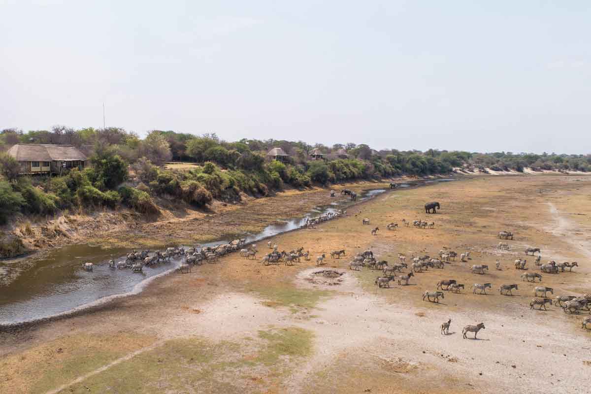 Zebra Migration in Botswana