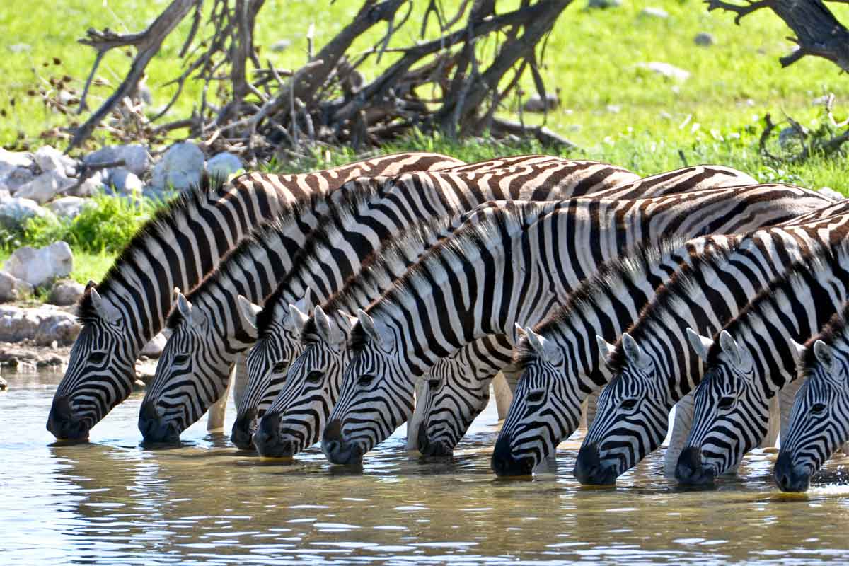 Zebra Migration in Botswana