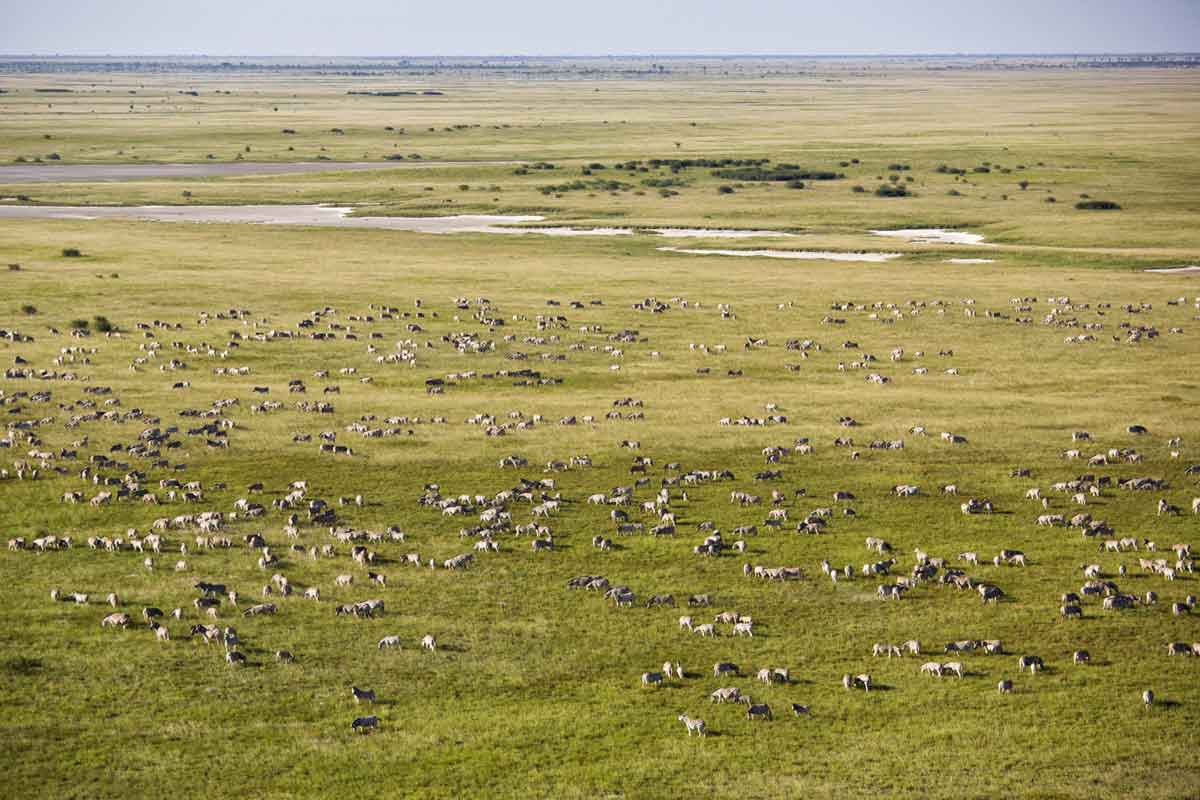 Zebra Migration in Botswana