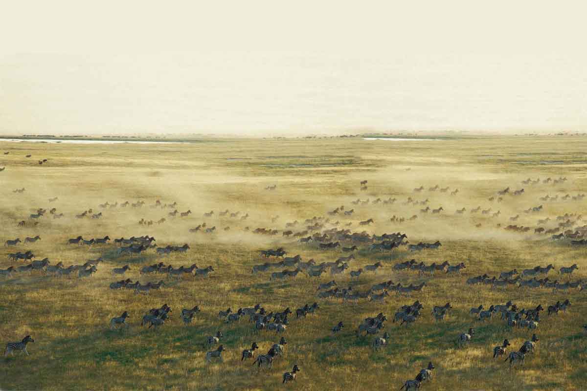 Zebra Migration in Botswana