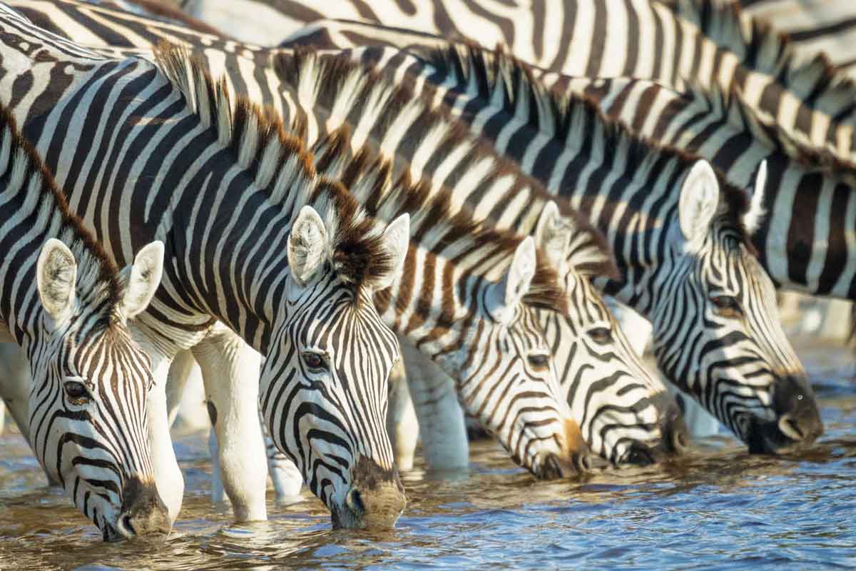 Zebra Migration in Botswana