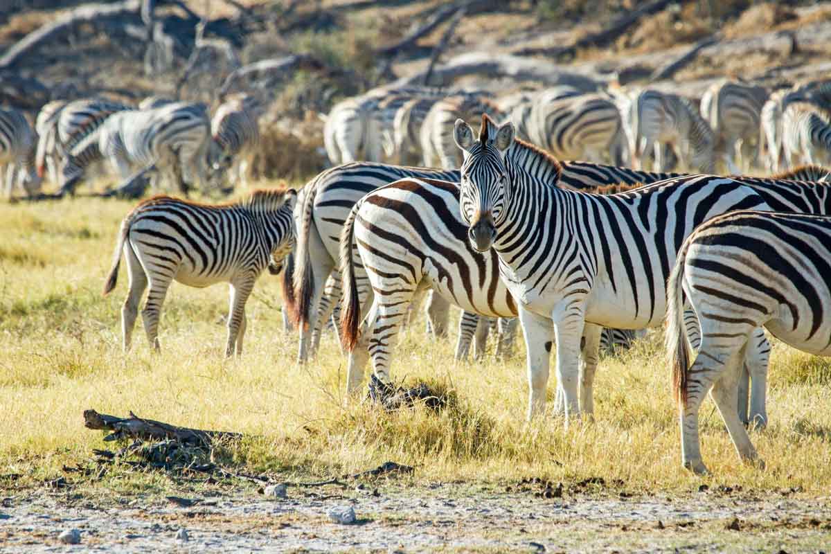 Zebra Migration in Botswana