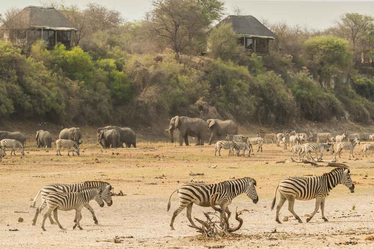 Zebra Migration in Botswana