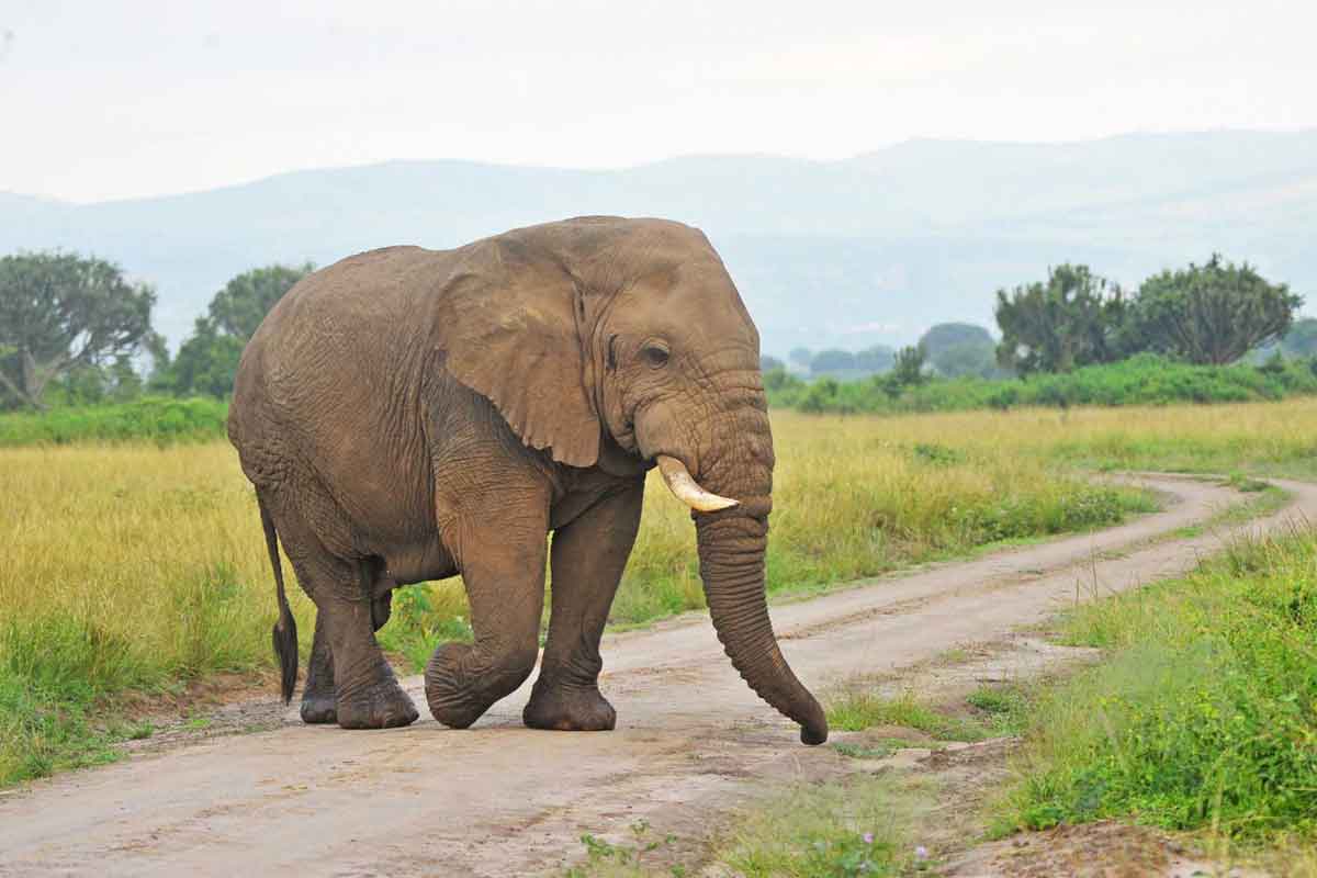 Classic Uganda Safari Elephant Plains