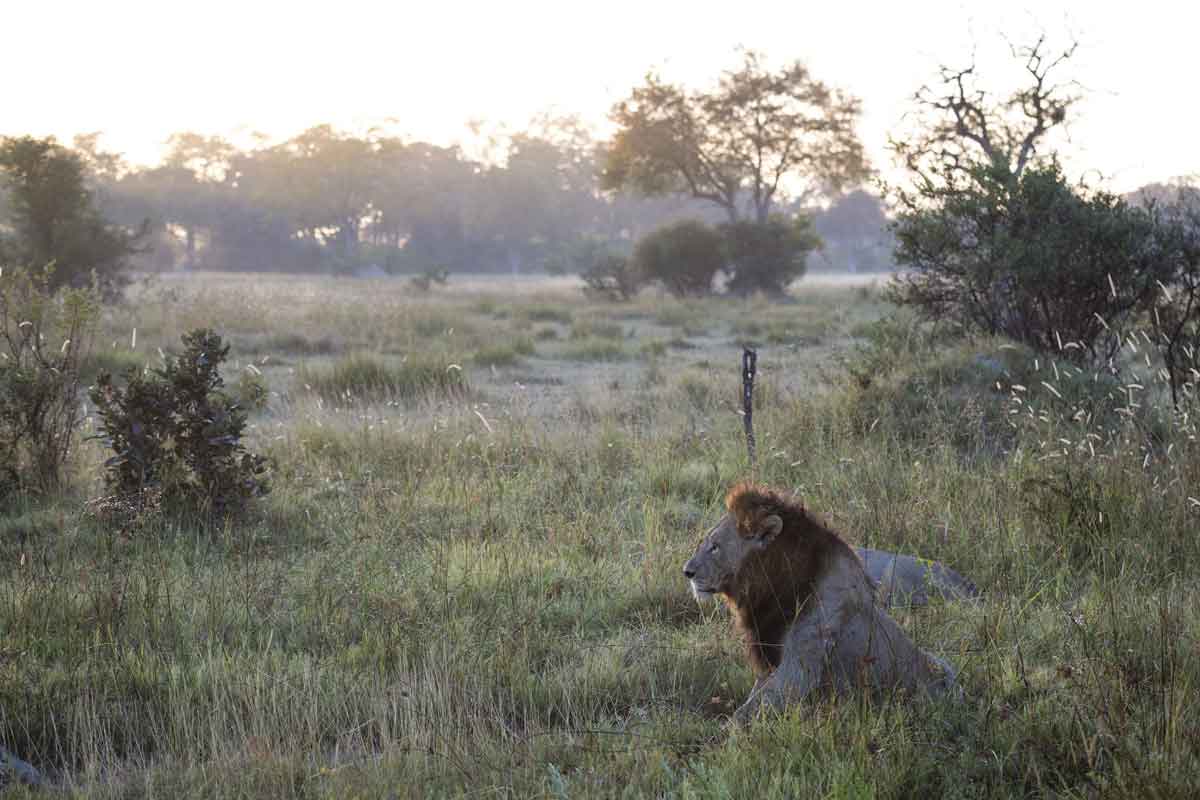 Mesmerising Botswana Safari-Little Sable Camp