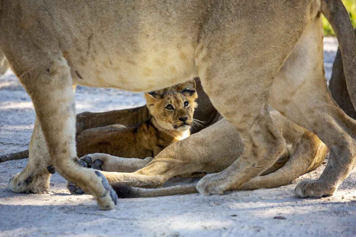 Mesmerising Botswana Safari-Little Sable Camp