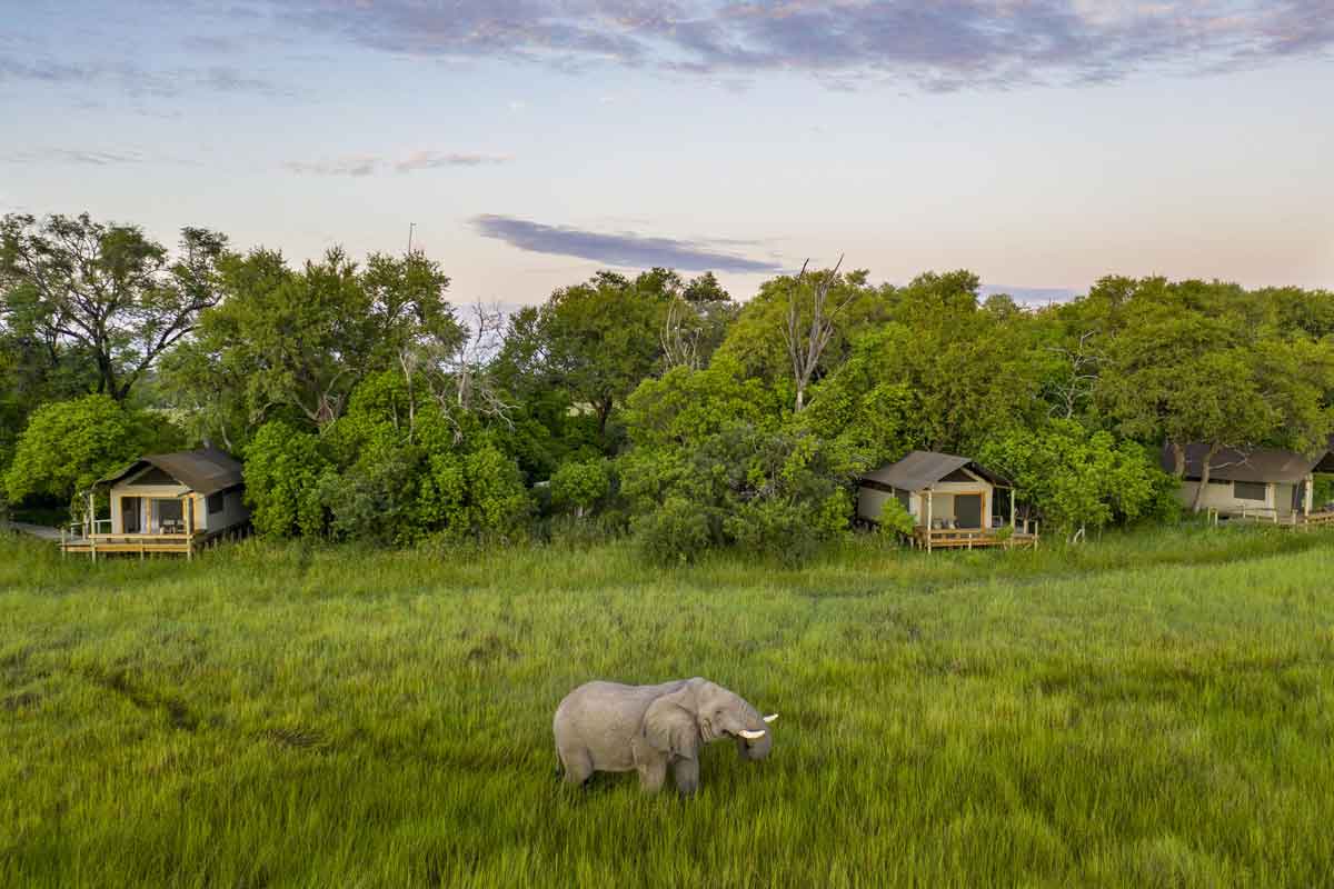 Mesmerising Botswana Safari-Little Sable Camp