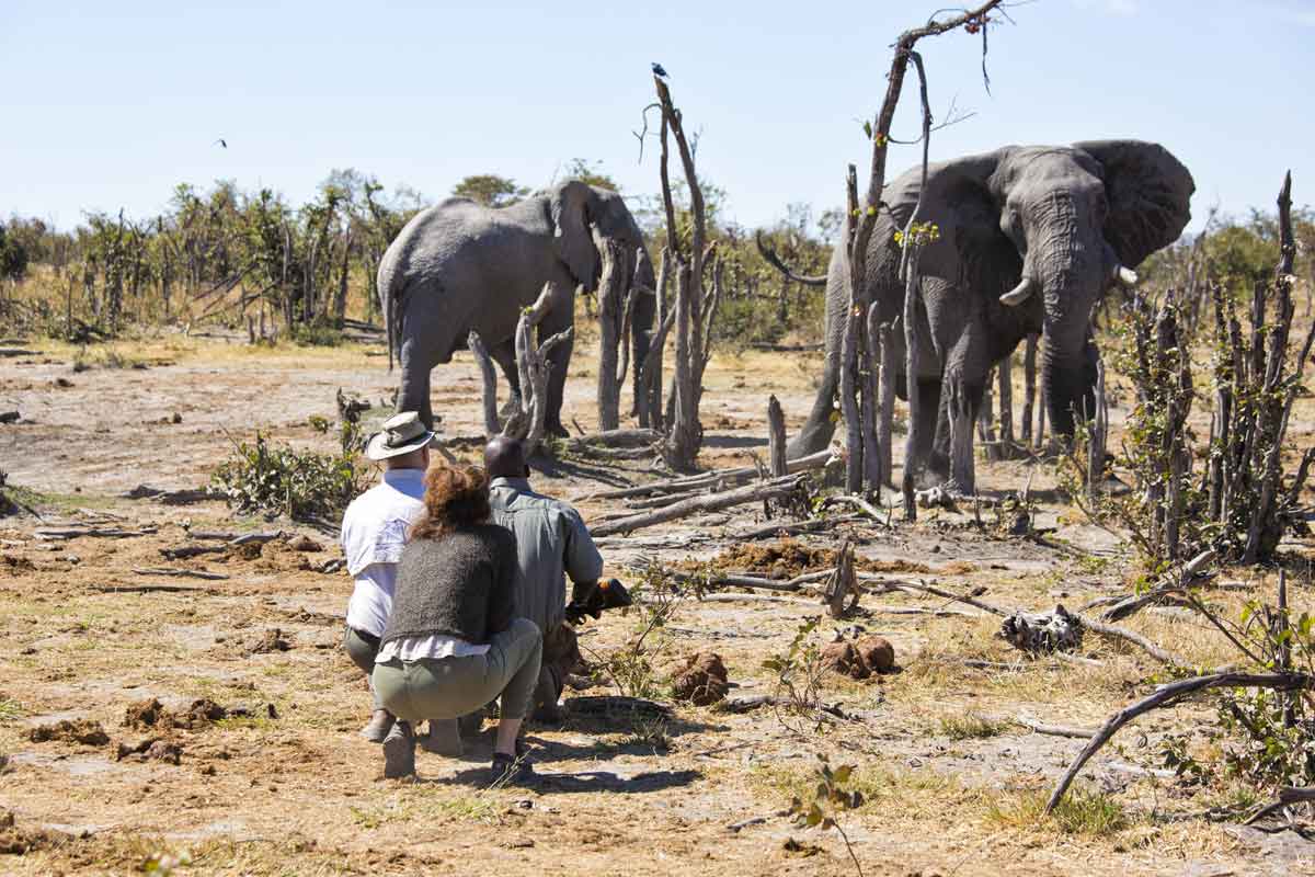 Mesmerising Botswana Safari-Little Sable Camp