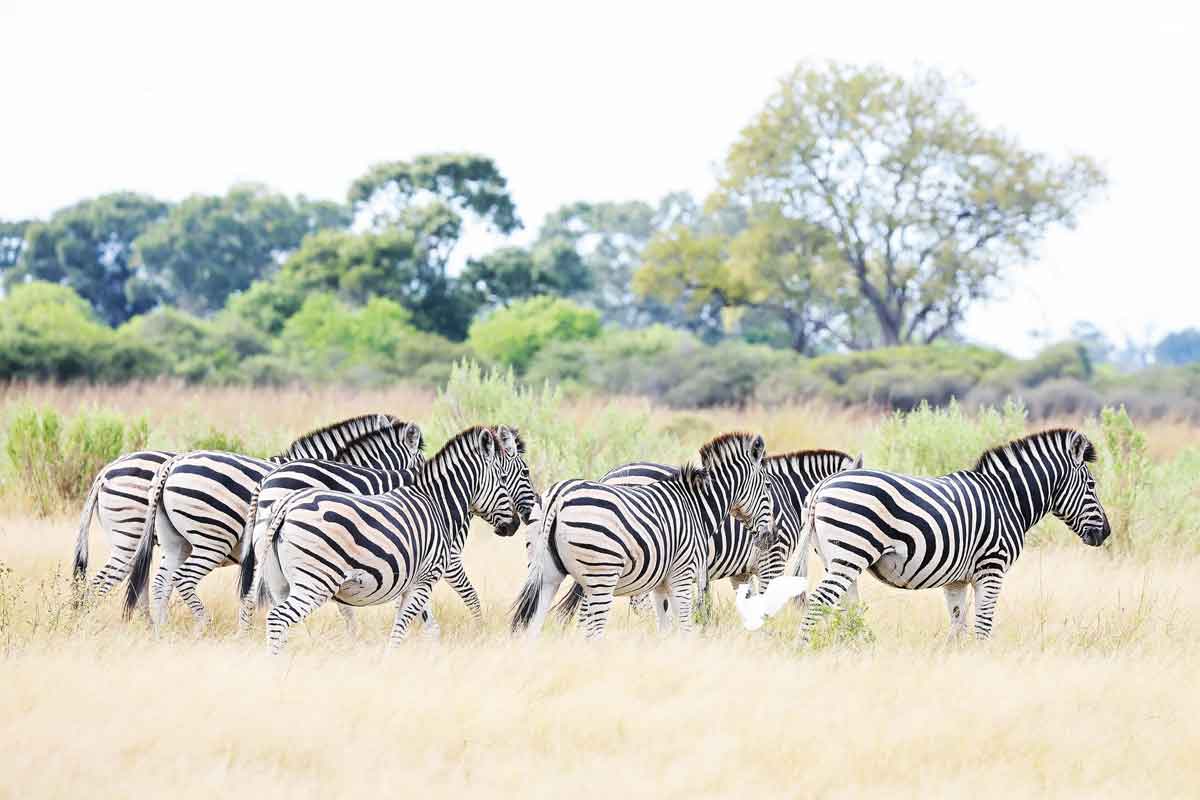 Mesmerising Botswana Safari-Little Sable Camp