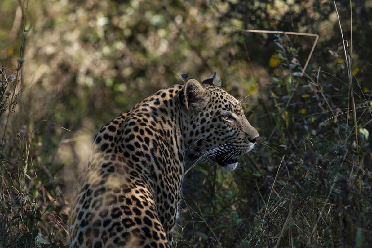 Mesmerising Botswana Safari-Little Sable Camp