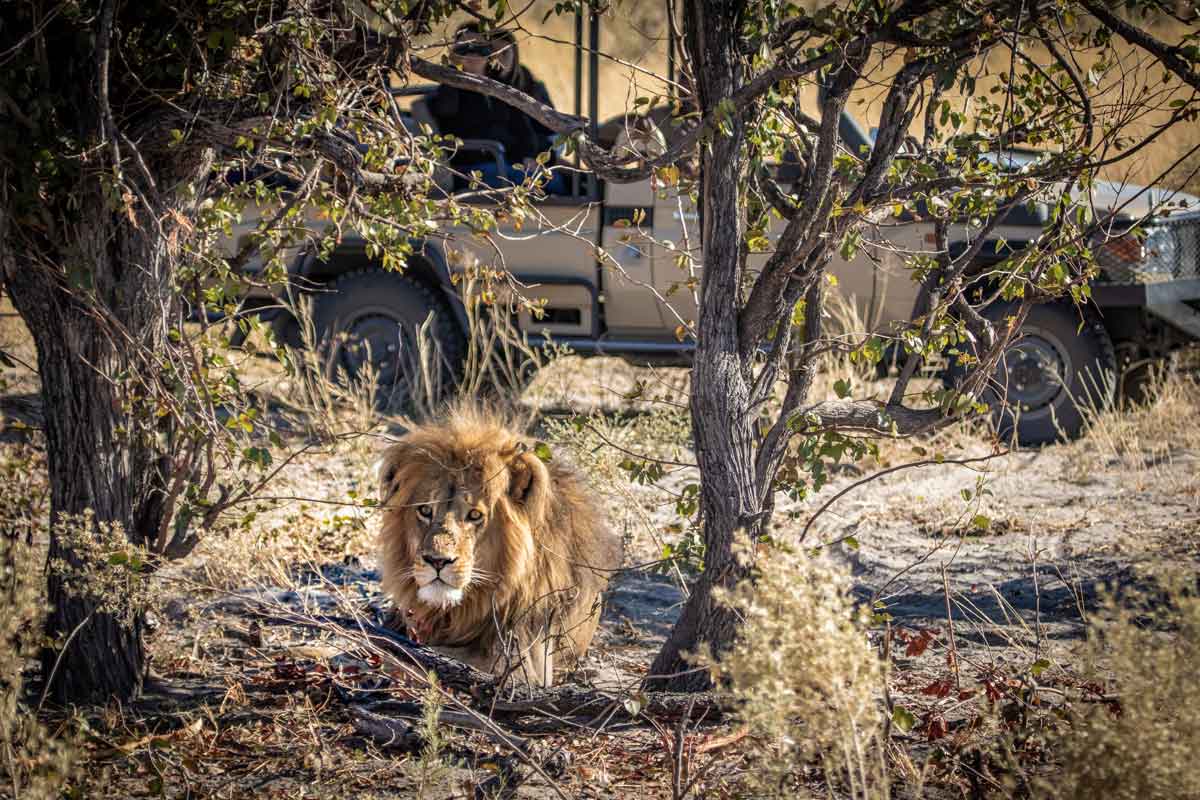 Mesmerising Botswana Safari-Mma Dinare Camp