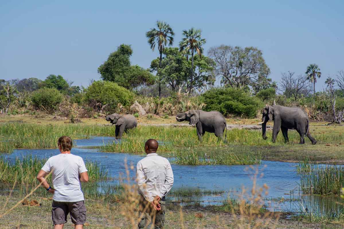 Mesmerising Botswana Safari-Mma Dinare Camp