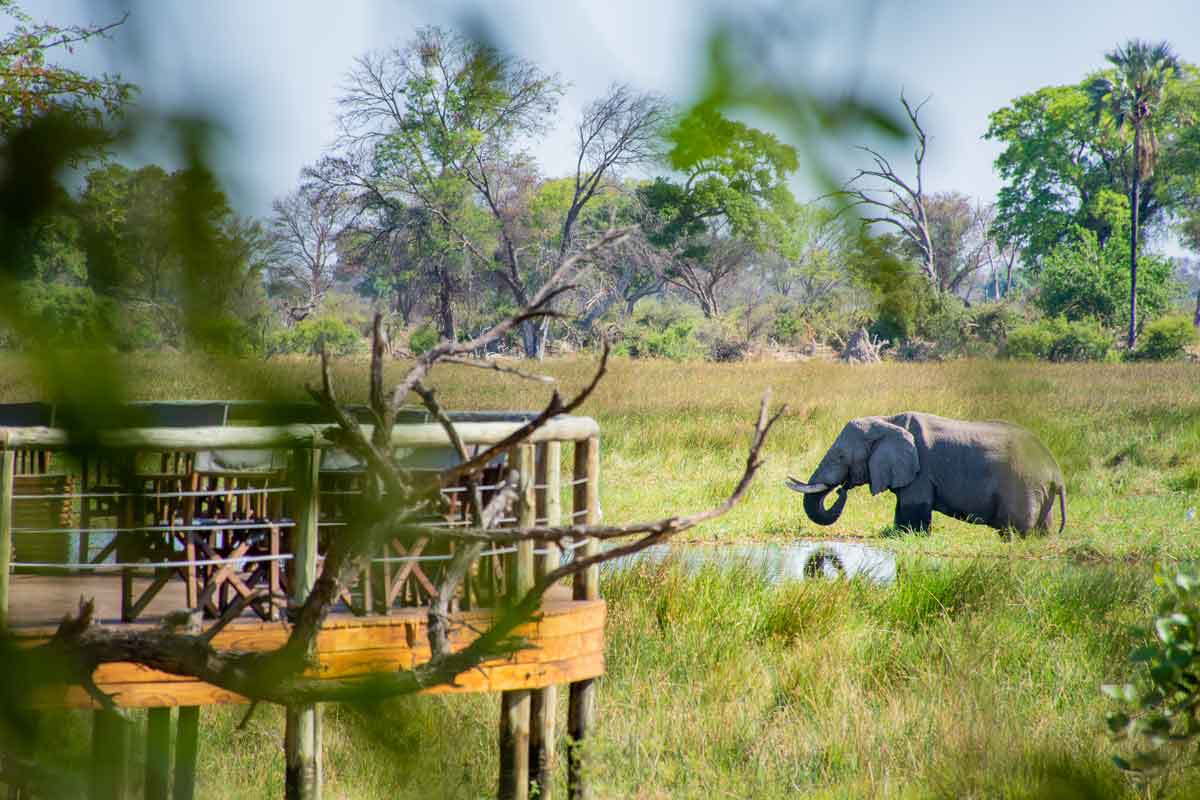 Mesmerising Botswana Safari-Mma Dinare Camp