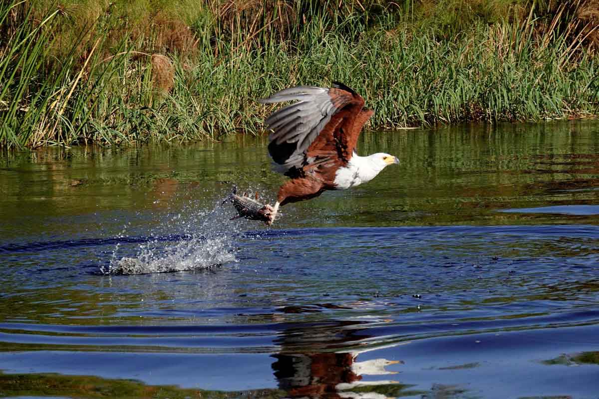 Mesmerising Botswana Safari-Setari Camp