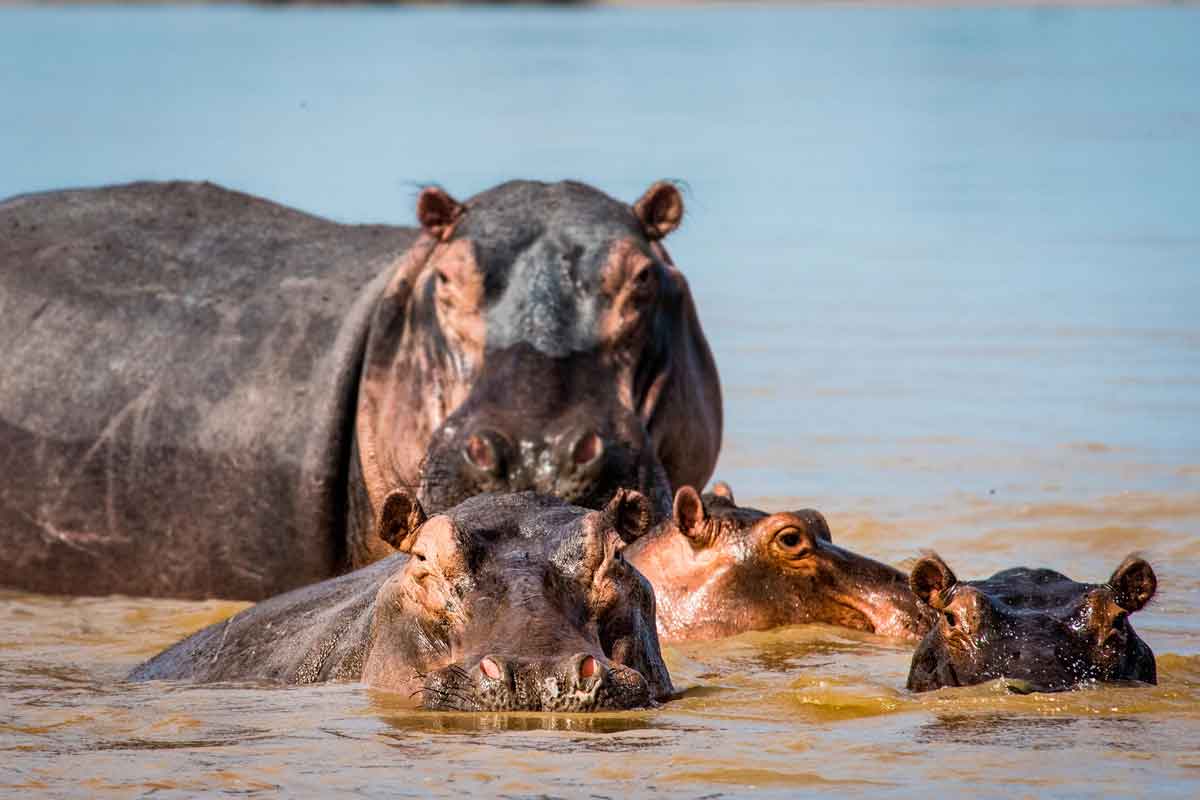 Okavango Delta Mopiri Camp