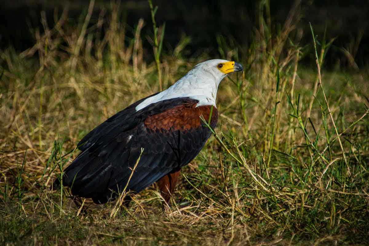 Okavango Delta Mopiri Camp