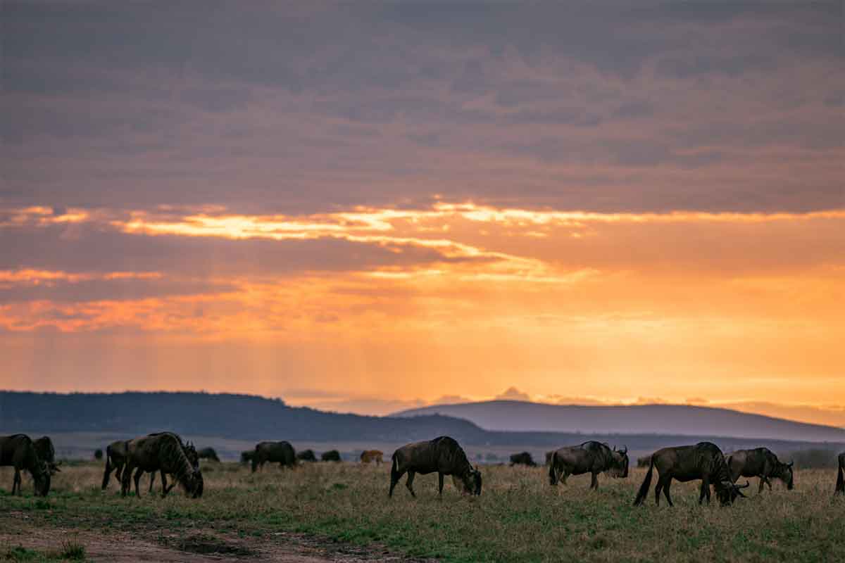 Classic Tanzania Safari by Sanctuary Retreats