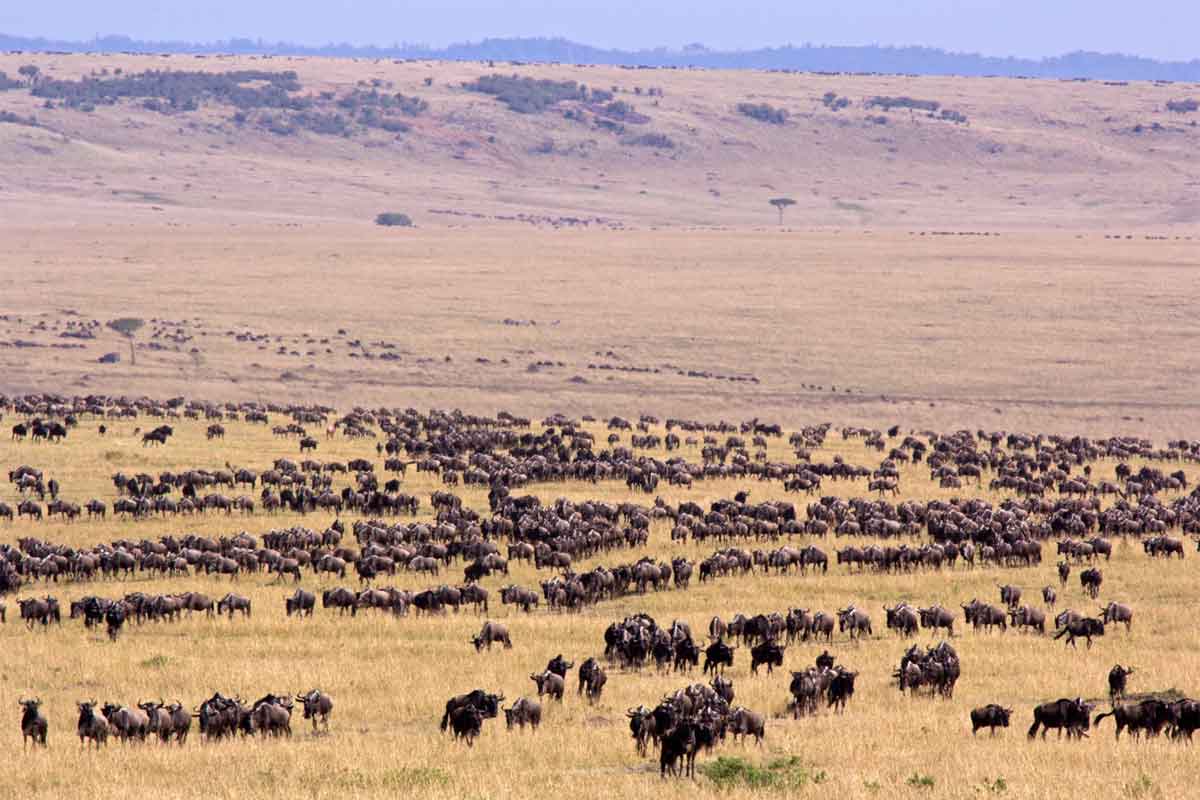 Classic Tanzania safari by Sanctuary Retreats
