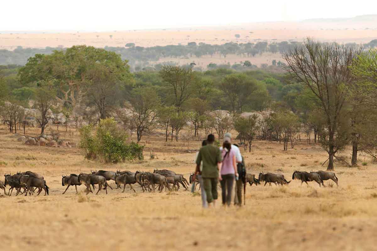 Ngorongoro and Serengeti Safari - Sayari Camp