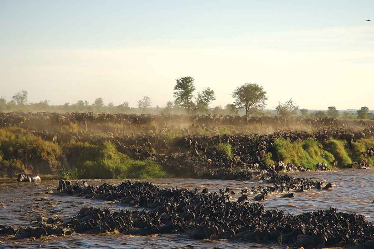 Ngorongoro and Serengeti Safari - Sayari Camp