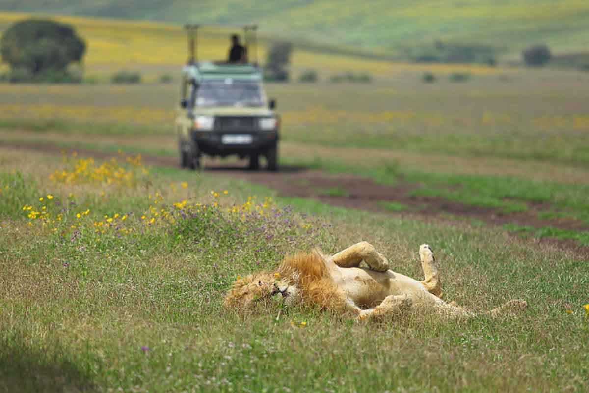 Ngorongoro and Serengeti Safari - The Highlands