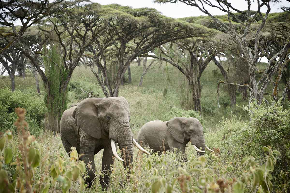 Sanctuary Ngorongoro Crater Camp