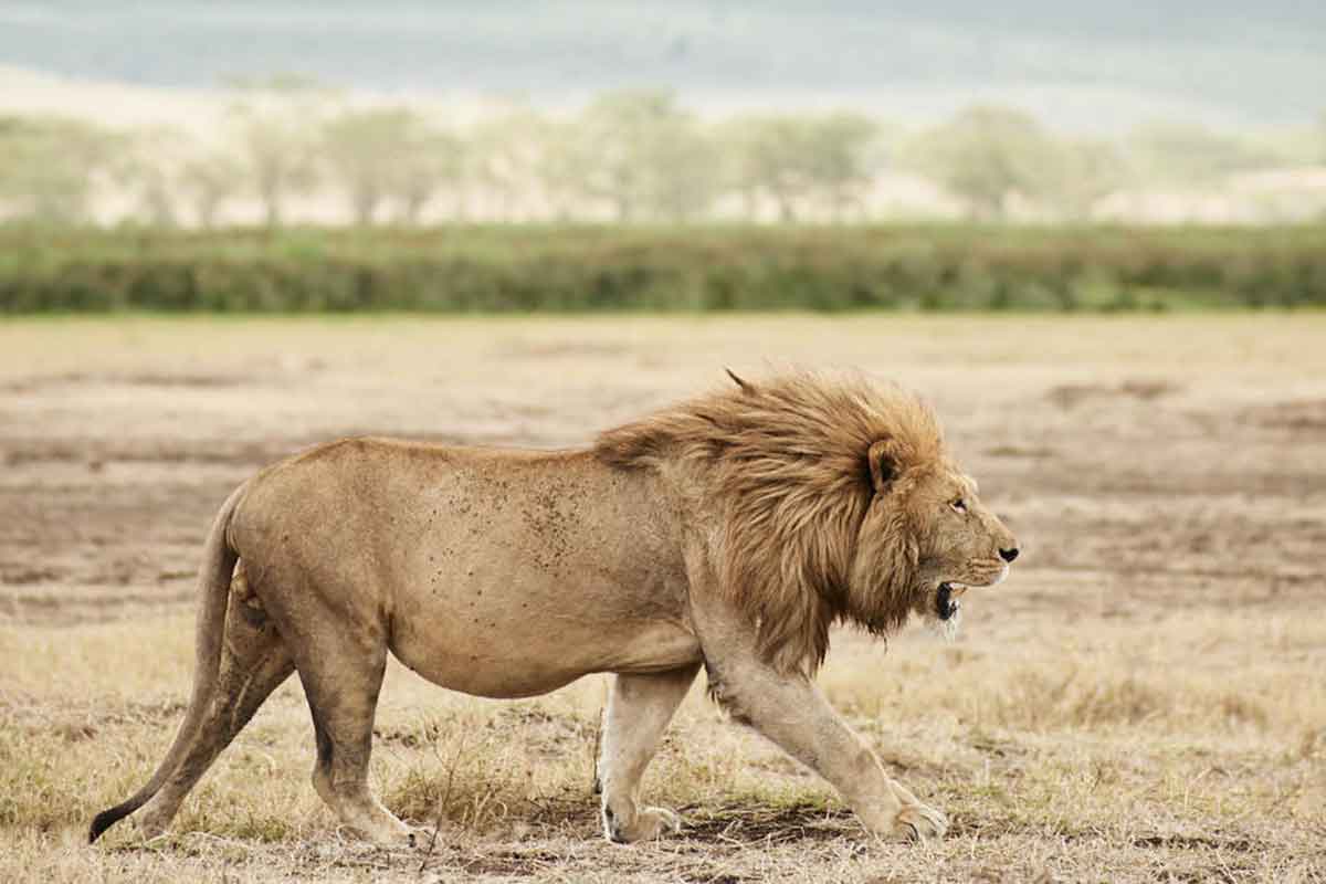 Sanctuary Ngorongoro Crater Camp