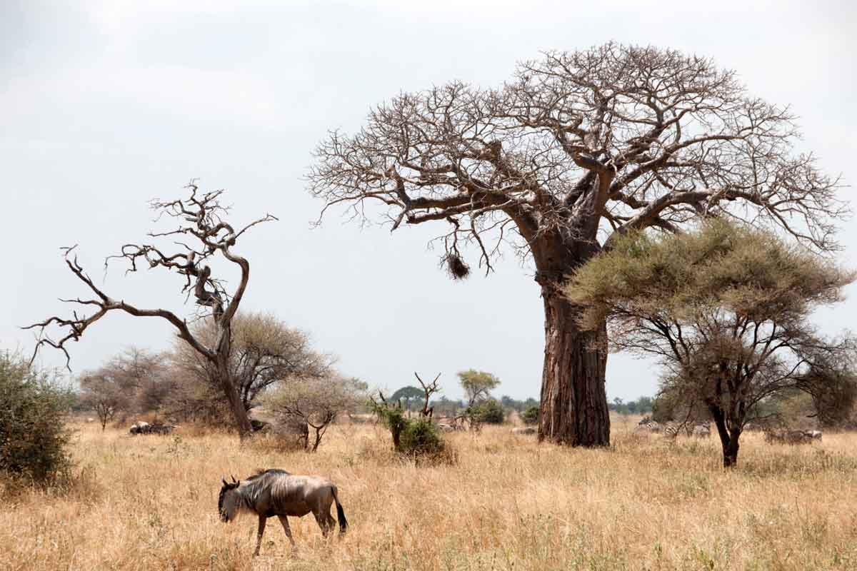 Sanctuary Swala Camp