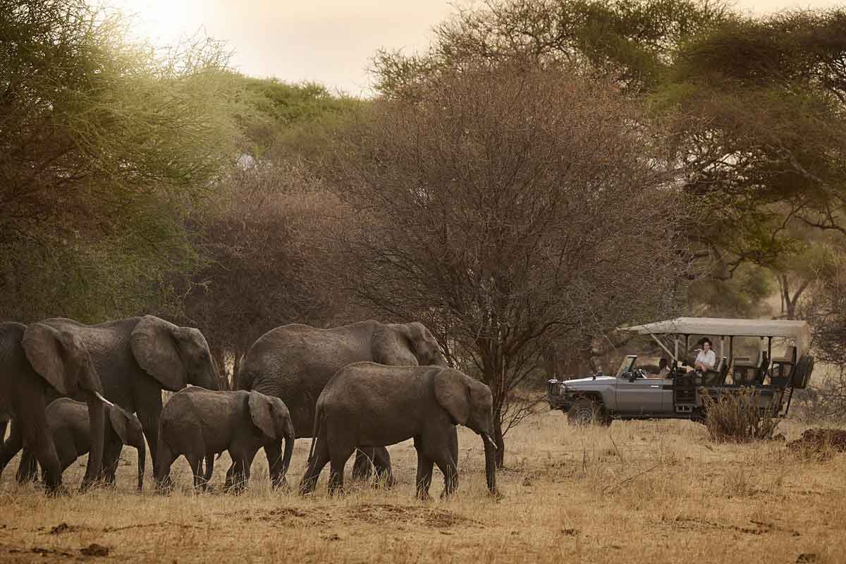 Sanctuary Swala Camp