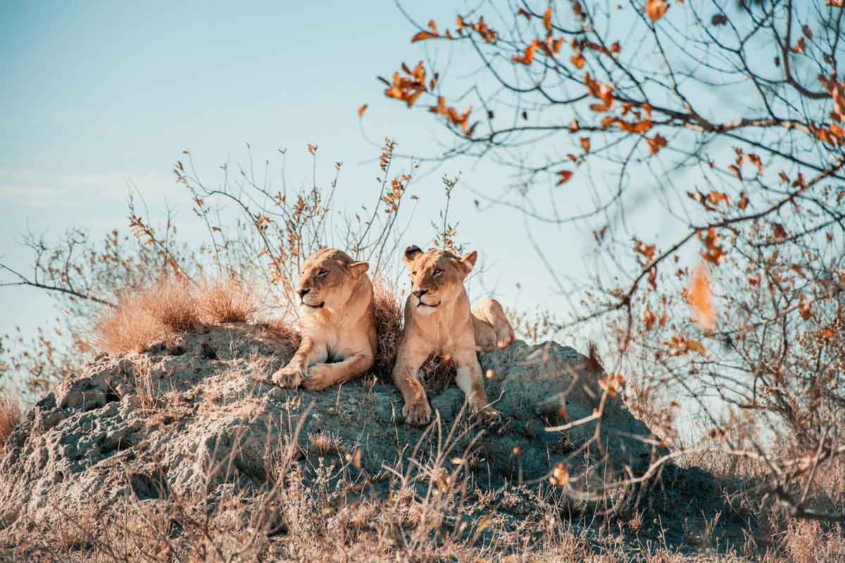 Tanda Tula Safari Camp