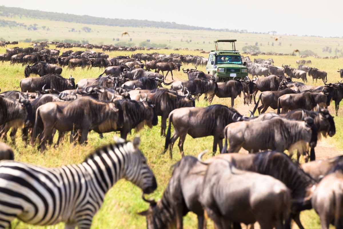 Tanzania Safaris - North vs South