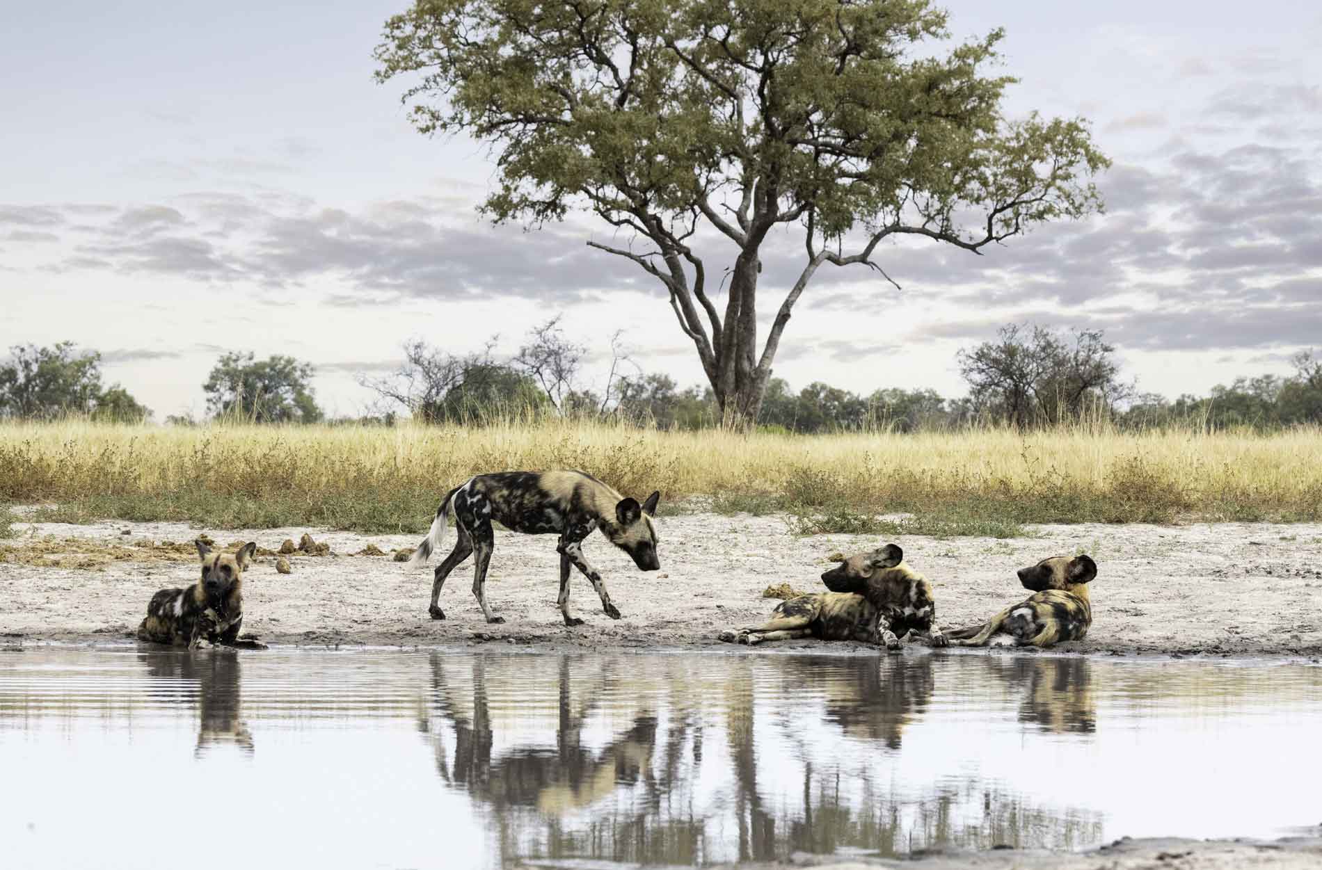 MACHABA SAFARIS HIGHLIGHTS OF BOTSWANA