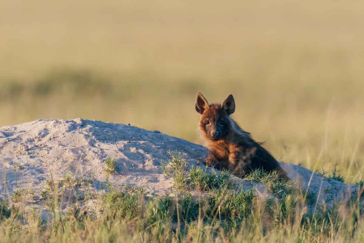 Okavango & Makgadikgadi Pans Safari-Jacks Camp