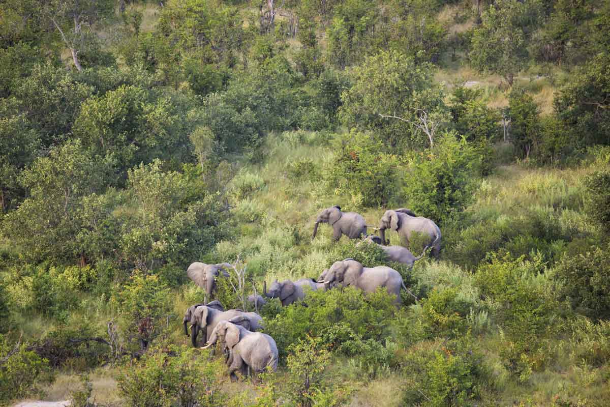 Okavango & Makgadikgadi Pans Safari-North Island