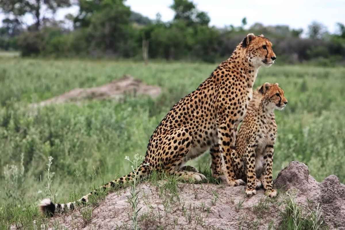 Okavango & Makgadikgadi Pans Safari-North Island