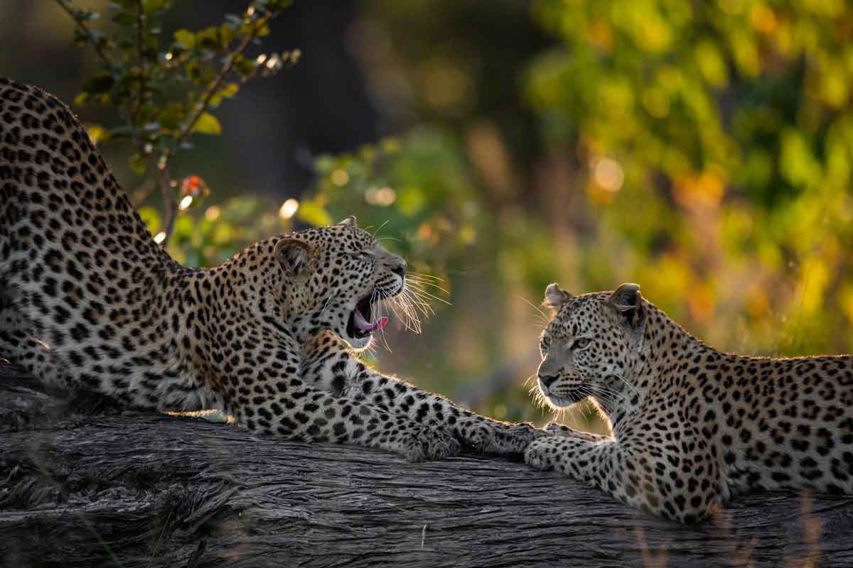 Okavango & Makgadikgadi Pans Safari-Tuludi Camp